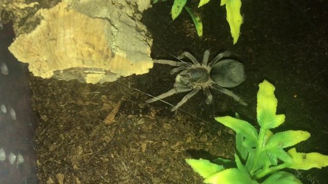 Feeding 5 of my tarantulas including Cyriopagopus doriae aka Ornithoctoninae sp.”Kalimantan”. смотреть онлайн