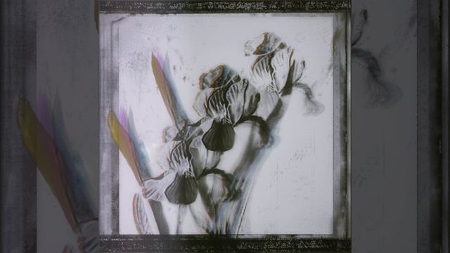 Petals Of The Iris Flower смотреть онлайн