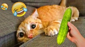 Попробуй не засмеяться! 😂 Угарные животные 2025 🐕🐈