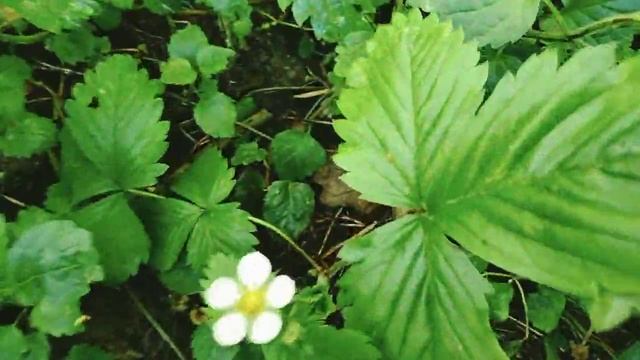 #москва #бирюлево #дендропарк #земляникавпарке уже пошла земляника 🍓 смотреть онлайн