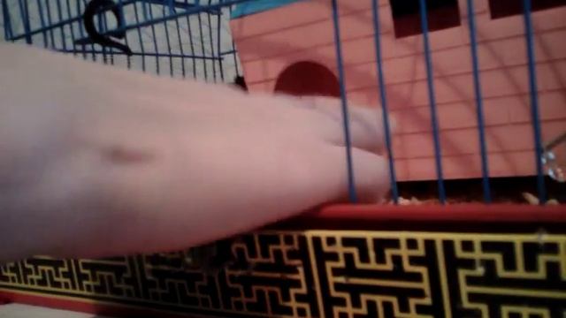 Это я и мой хомяк Джери смотреть онлайн