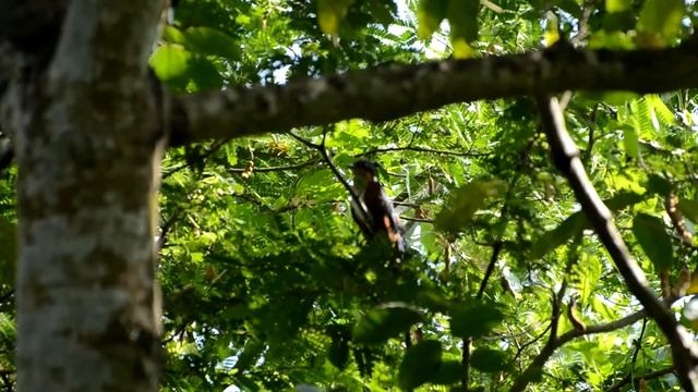 Chestnut Winged cuckoo. смотреть онлайн