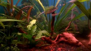 Болотце с креветками Амано.