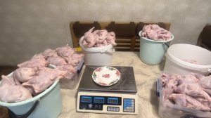 Забой перепелов 160 штук - 43,5 кг мяса, вес, результаты | ЛПХ Курочка