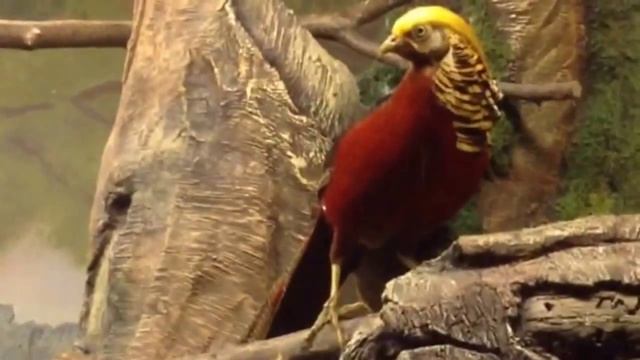 Самые красивые птицы в мире смотреть онлайн