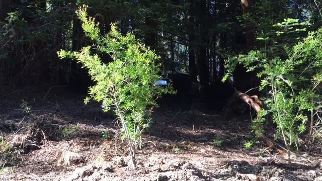 Planting hillside with edibles смотреть онлайн