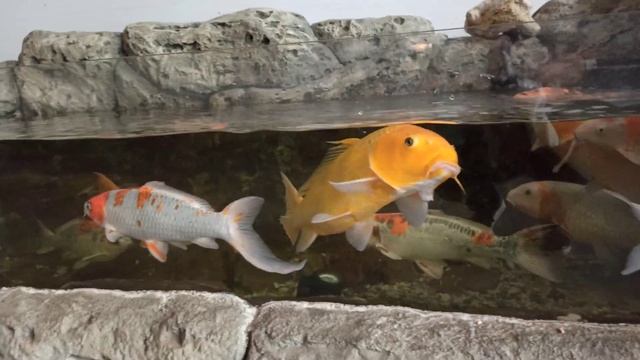 Океанариум в Екатеринбурге смотреть онлайн