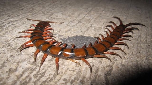 The First Report of A Centepede Preying On Seabirds смотреть онлайн