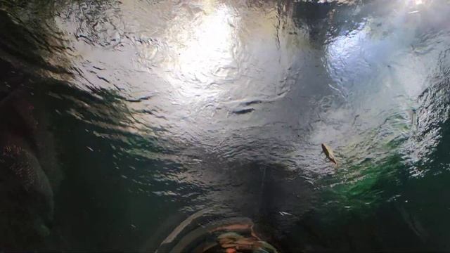 Arapaima Big Fish Tunnel Aquarium Tiergarten Zoo Schloss Schönbrunn Austria, Vienna. Water Animals смотреть онлайн