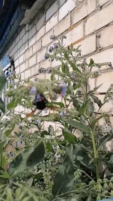 #деревня #пчелы смотреть онлайн