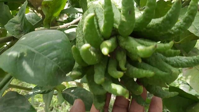 Buddha's Hand fruit | Zaki Nagar | смотреть онлайн