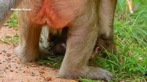 Almost a heart attack! Gangster monkey kidnapped baby Brittany form Brinn! Brittany crying loudly!