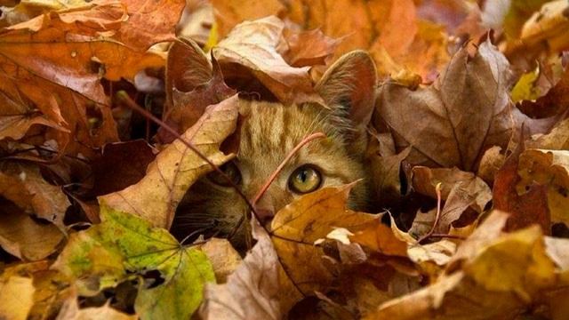 Осень. смотреть онлайн