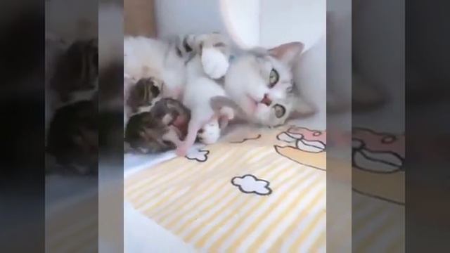 красивое трогательное видео по животных))) смотреть онлайн