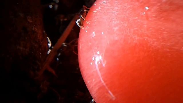 Ants On Red Candy In A Park In April смотреть онлайн