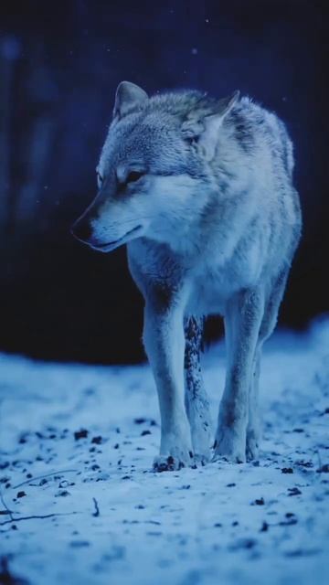 The Forest Avengers Assembling 🦅🦉#shorts #youtubeshorts смотреть онлайн