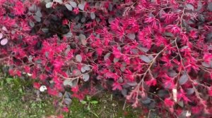 Loropetalum Chinense “Black Pearl” “Royal Purple” lorepetalo gübreleme