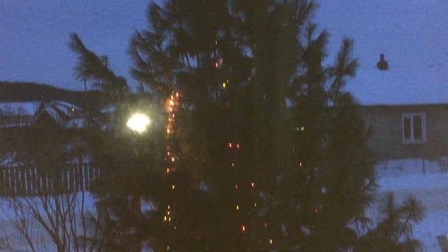 Кедр Новогодний смотреть онлайн