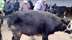 Панжакент мол бозори