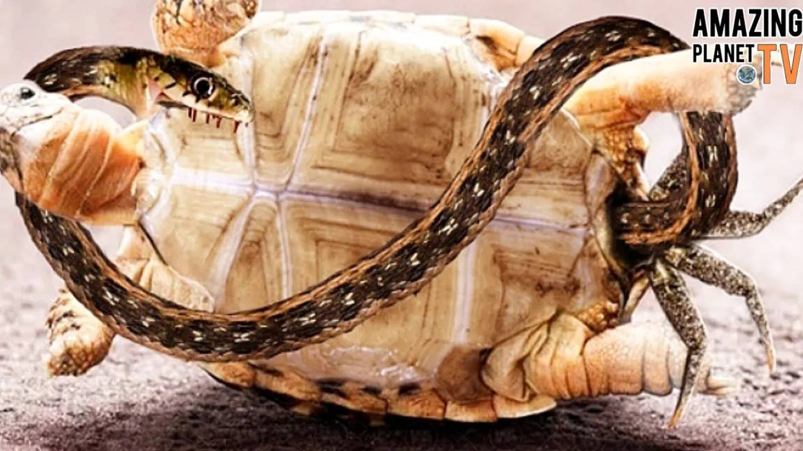 Эта черепаха нападает даже на львов и крокодилов! смотреть онлайн