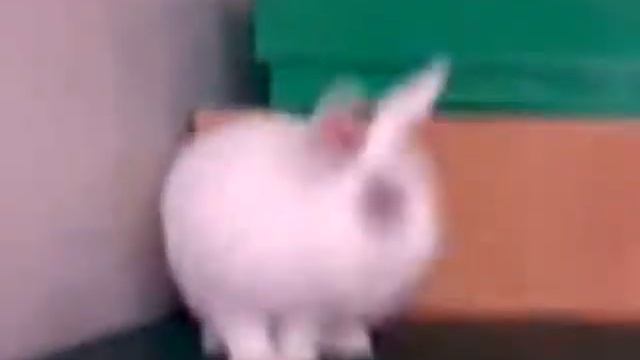 Bjelinka :o** смотреть онлайн