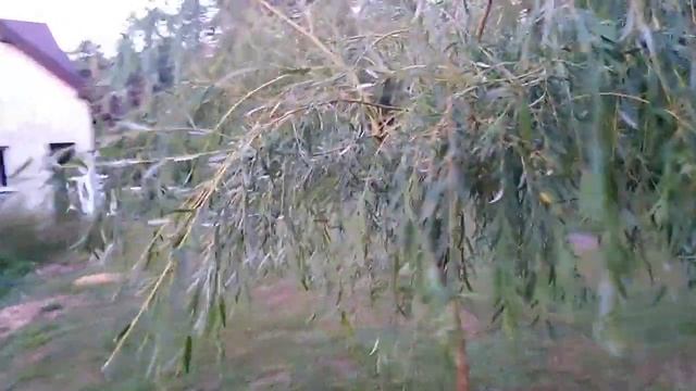 Moja 3 letnia Wierzba Płacząca смотреть онлайн