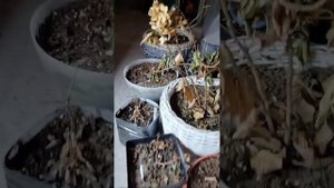 искусственная подсветка для рассады.