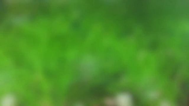 Blue Velvet / Dream Garnelen - Neocaridina davidi var. Blue Dream смотреть онлайн