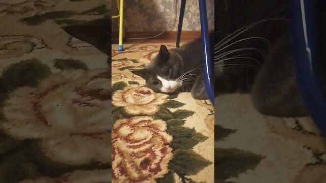 Кузя устал! смотреть онлайн