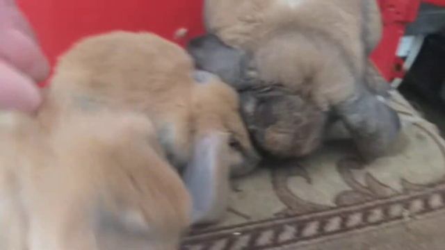 крольчата ФБ окрас Мадагаскар смотреть онлайн