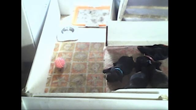 Щенки голубого французского бульдога смотреть онлайн