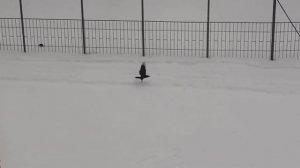 Огромный ворон