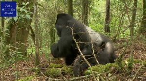 Gorilla Mating at Mountain | Just Animals World