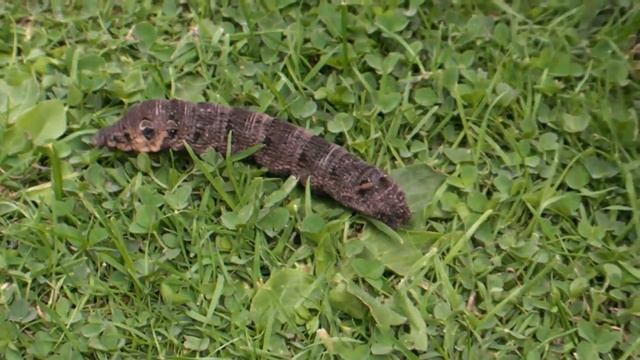Giant Elephant Hawk Moth Caterpiller & Ellie.