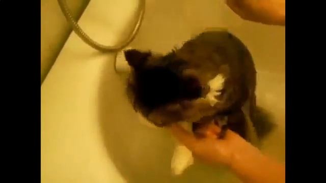 Кот матершинник))) смотреть онлайн