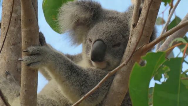 February 2019 in review at Koala Gardens смотреть онлайн