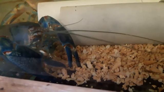 Blue Claw Yabby (Cherax destructor) смотреть онлайн