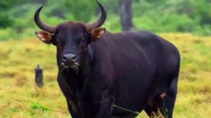 Сон: Черный бык, белый и черный козел...