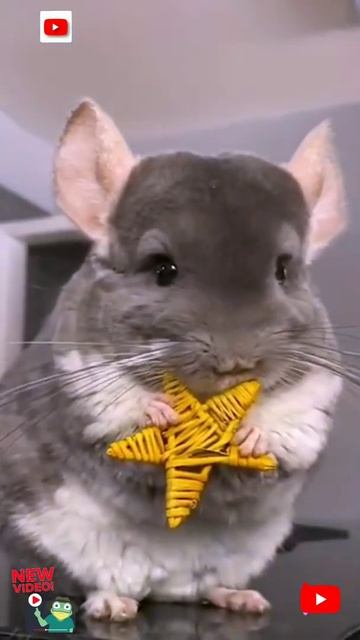 Dear Friends Meet With Our New Friend Mr.Chinchilla & Learn How To Celebrate The Birthday Happily