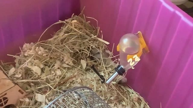 Хомяк спит. The hamster is sleeping.