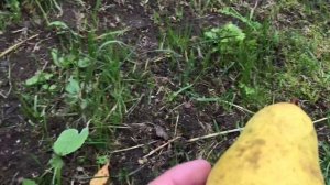 Груша Чижевского на северо-западе России