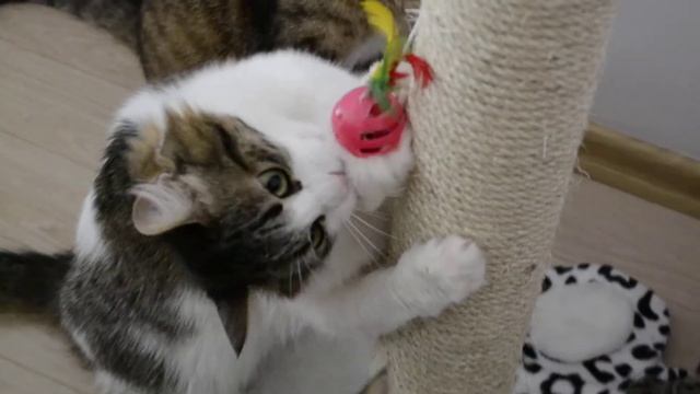 Новая игрушка в приютике
