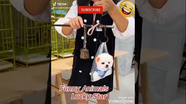 сабака красивий смотреть онлайн