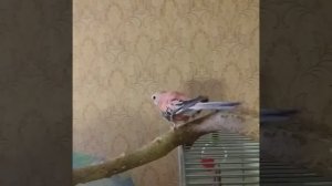 Розовобрюхий попугайчик бегает по веткам. #попугай#розовобрюхийпопугай#боурка#