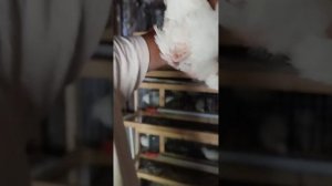 Как определить пол у перепелов!!