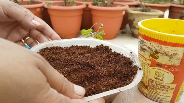 309.ब्लीडिंग हार्ट बेल को कटिंग से लगाऐं/Bleeding heart vine cutting propagation. смотреть онлайн