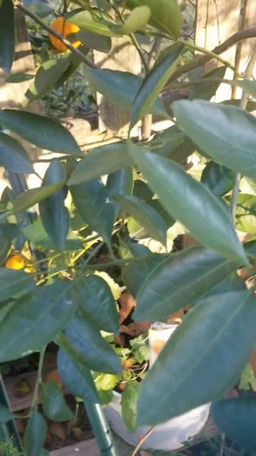 Citrus Trees in Zone 8A (South Carolina) смотреть онлайн