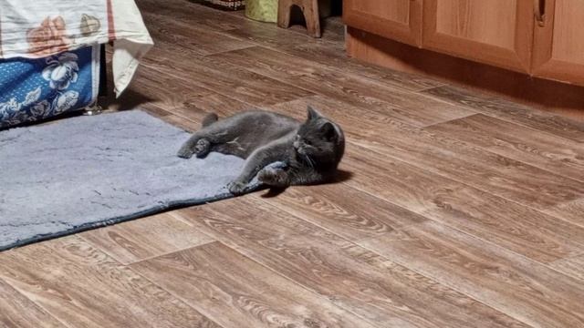 Кошка Мыфка балуется