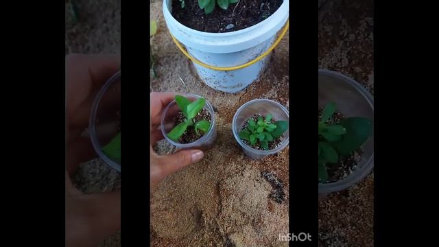 Колибрахоа.Укоренение черенка. смотреть онлайн