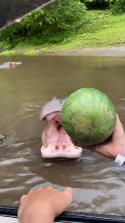 Бегемот и арбуз 🍉